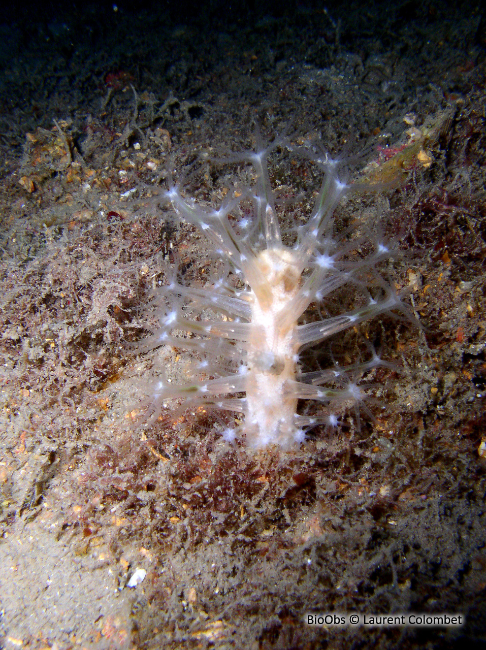 Vérétille - Veretillum cynomorium - Laurent Colombet - BioObs