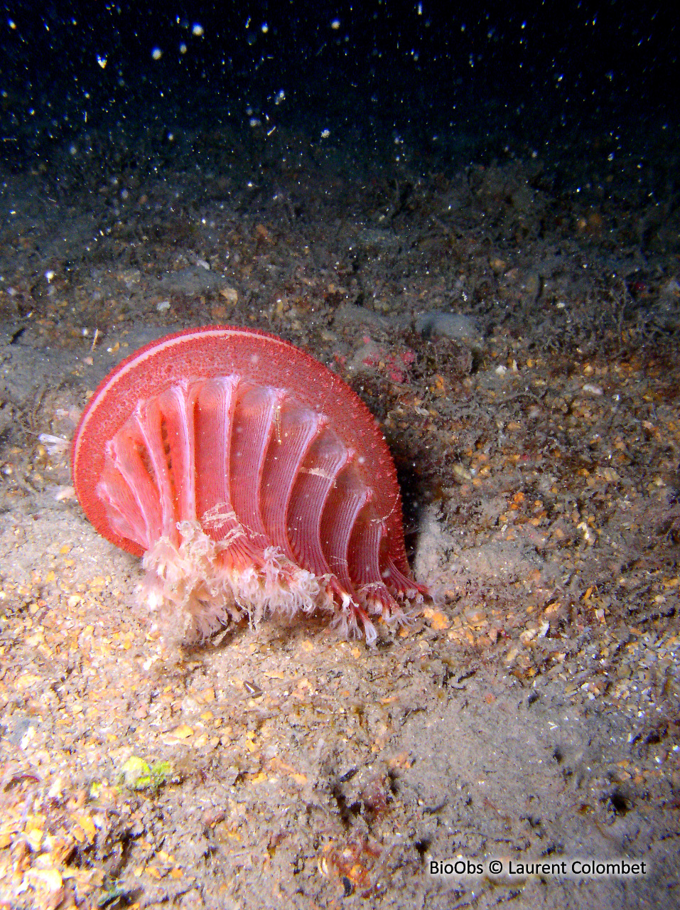 Pennatule rouge - Pennatula rubra - Laurent Colombet - BioObs