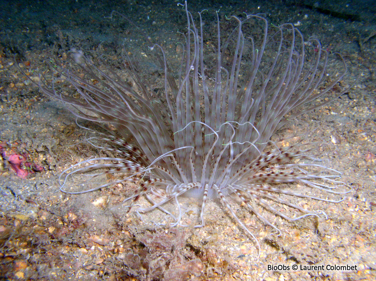 Cérianthe strié - Arachnanthus oligopodus - Laurent Colombet - BioObs