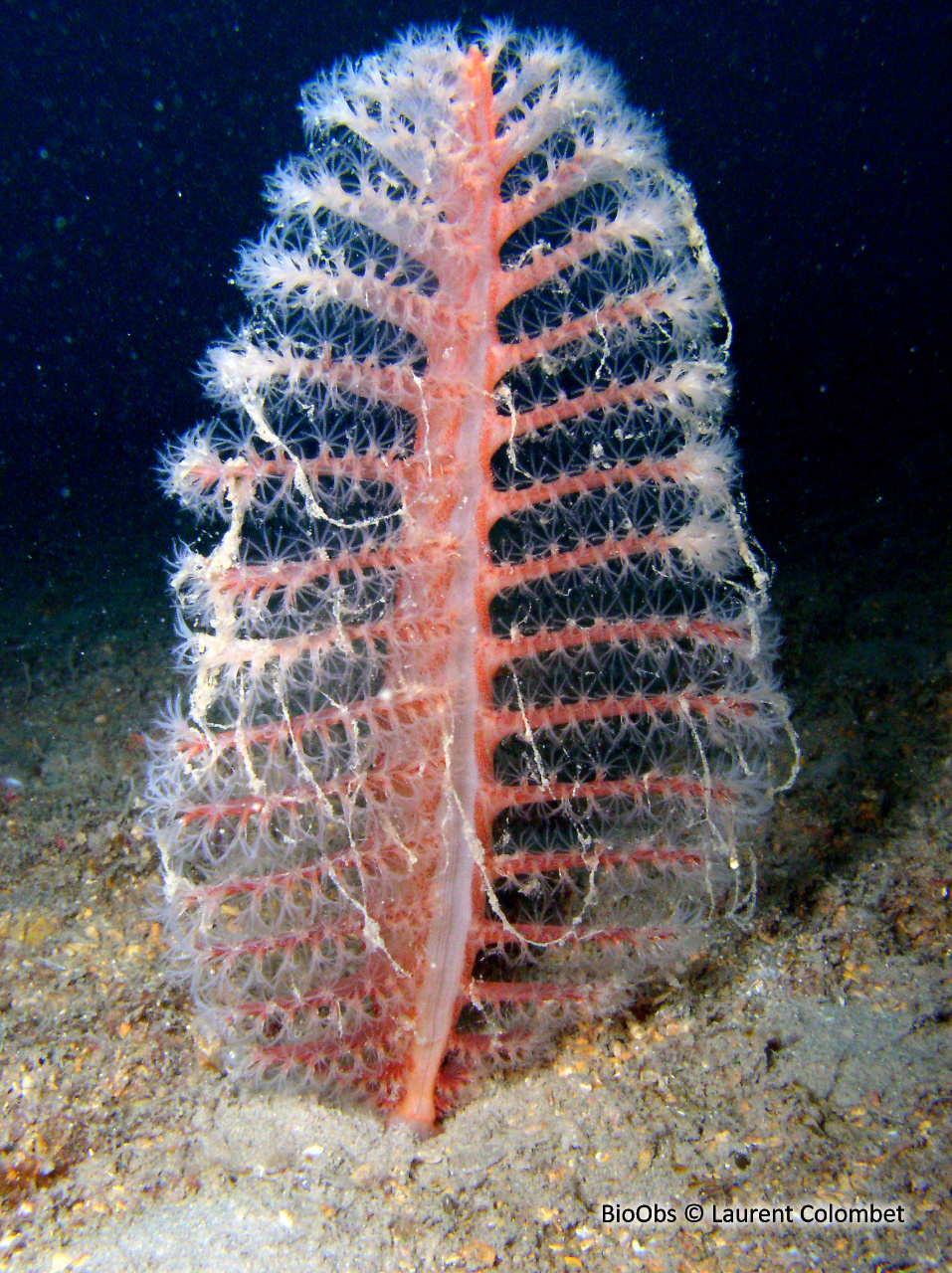 Pennatule rouge - Pennatula rubra - Laurent Colombet - BioObs