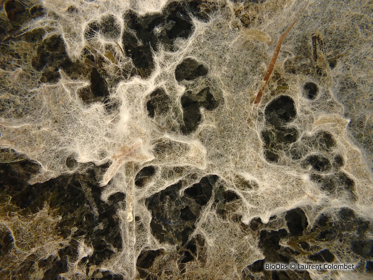 Havrelle merveilleuse - Havrella mirabilis - Laurent Colombet - BioObs