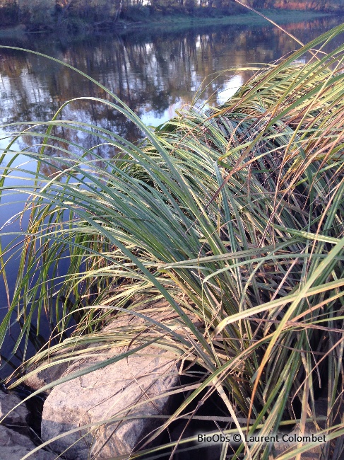 Laîche élevée - Carex elata - Laurent Colombet - BioObs