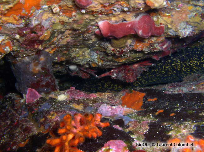 Araignée de mer ridée - Herbstia condyliata - Laurent Colombet - BioObs