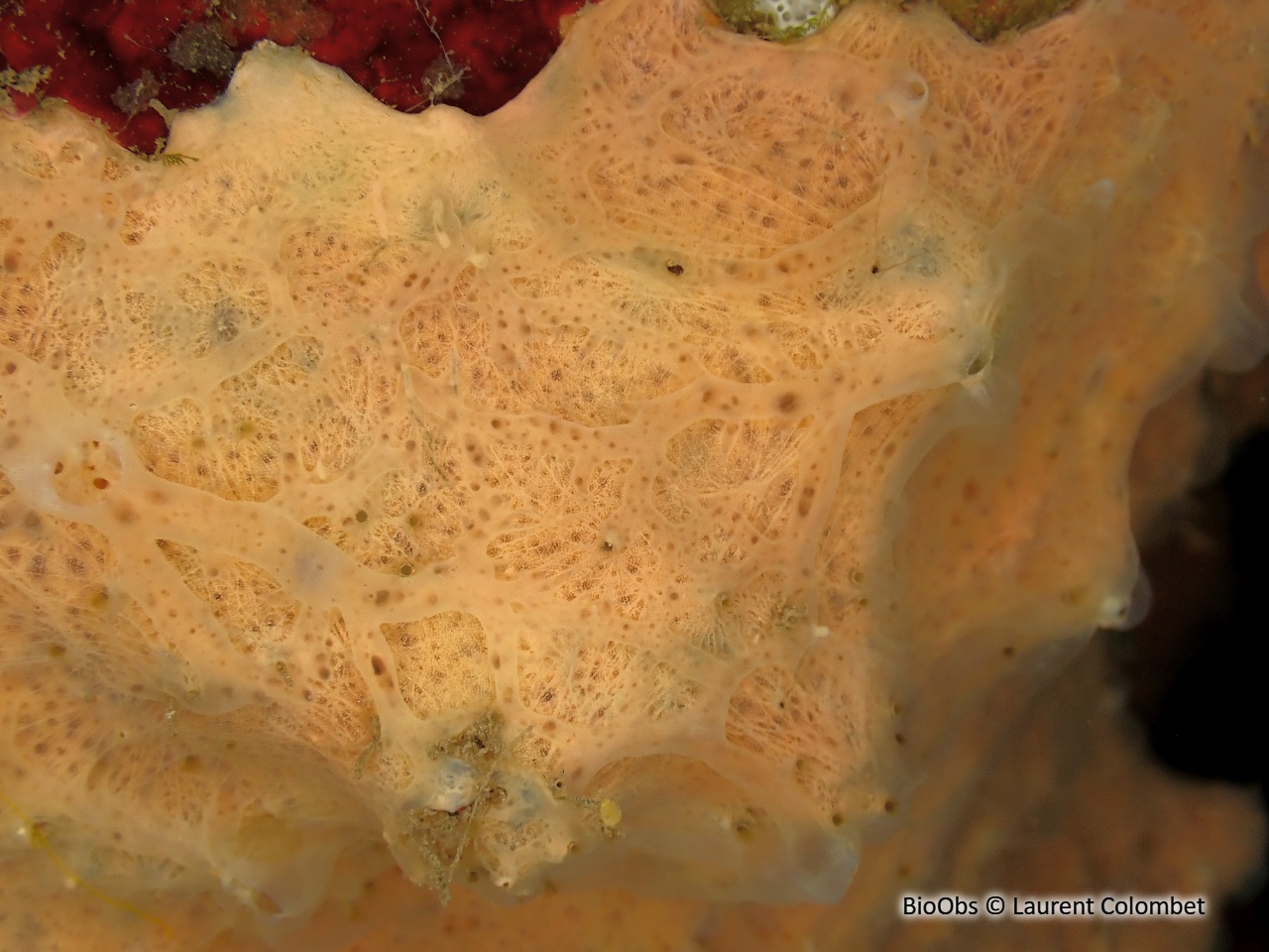 Eponge fibreuse rose - Hexadella racovitzai - Laurent Colombet - BioObs