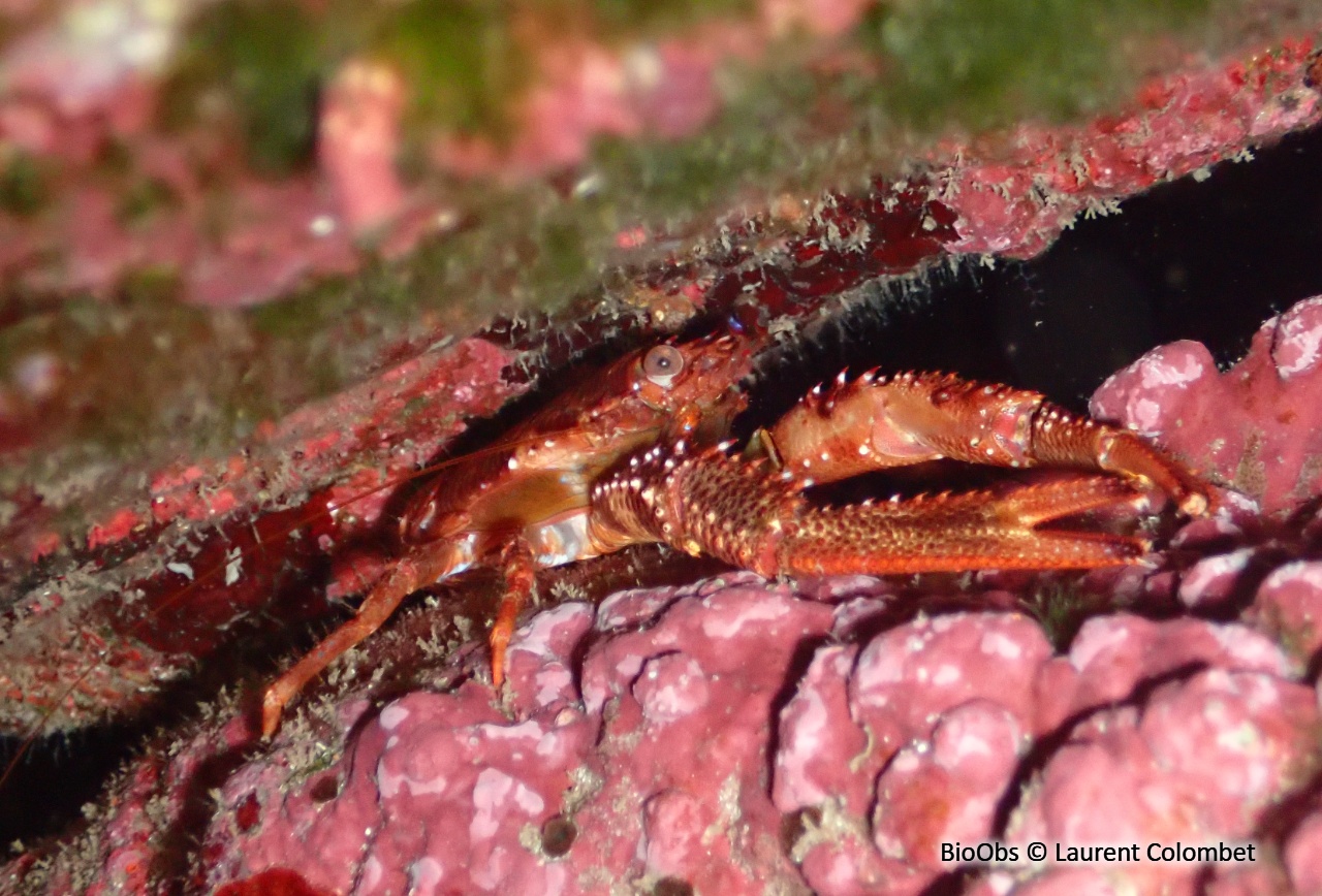 Galathée noire - Galathea squamifera - Laurent Colombet - BioObs