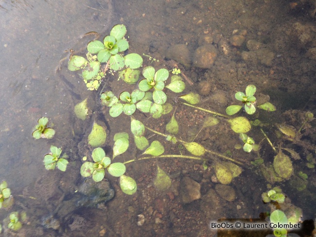 Jussie à grandes fleurs - Ludwigia grandiflora - Laurent Colombet - BioObs