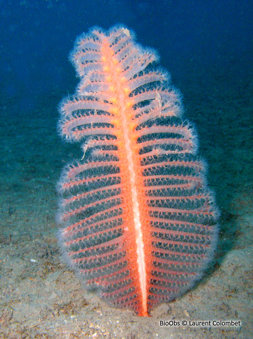 Pennatule rouge - Pennatula rubra - Laurent Colombet - BioObs