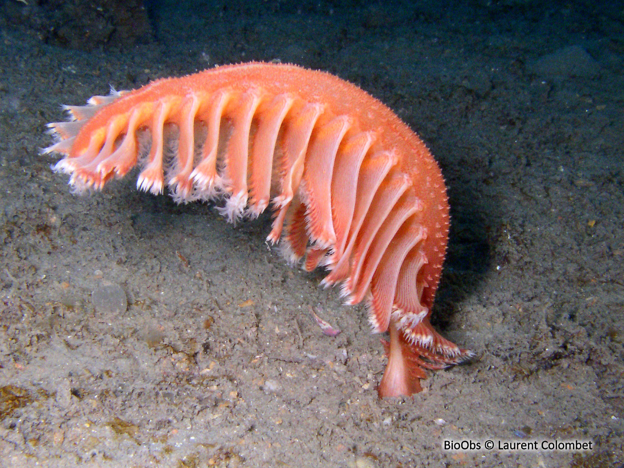 Pennatule rouge - Pennatula rubra - Laurent Colombet - BioObs