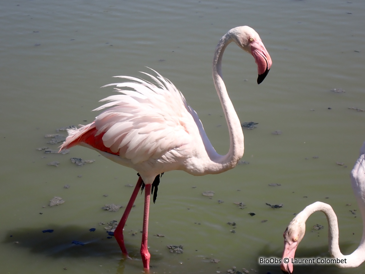 Flamant rose - Phoenicopterus roseus - Laurent Colombet - BioObs