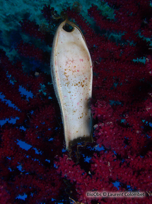 Grande roussette ponte - Scyliorhinus - Laurent Colombet - BioObs