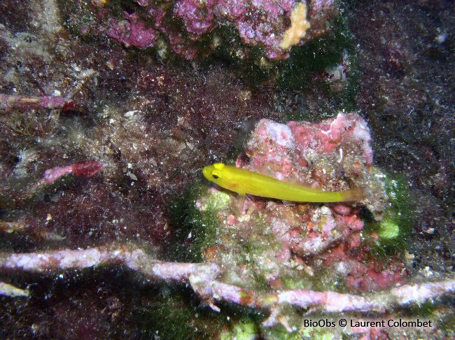 Gobie doré - Gobius auratus - Laurent Colombet - BioObs