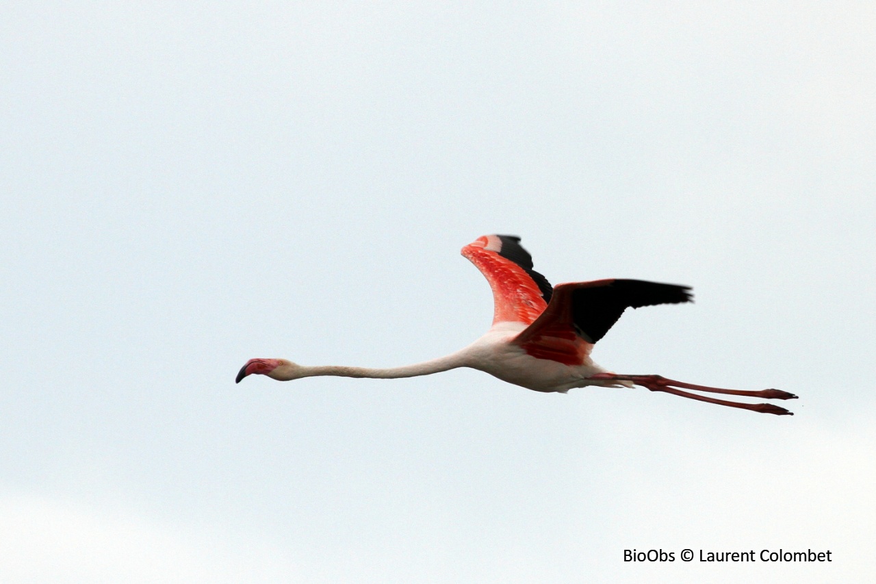 Flamant rose - Phoenicopterus roseus - Laurent Colombet - BioObs