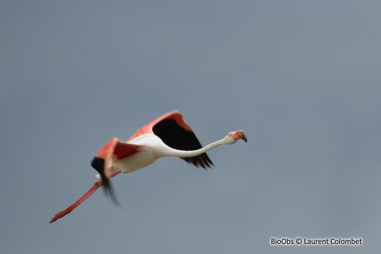 Flamant rose - Phoenicopterus roseus - Laurent Colombet - BioObs