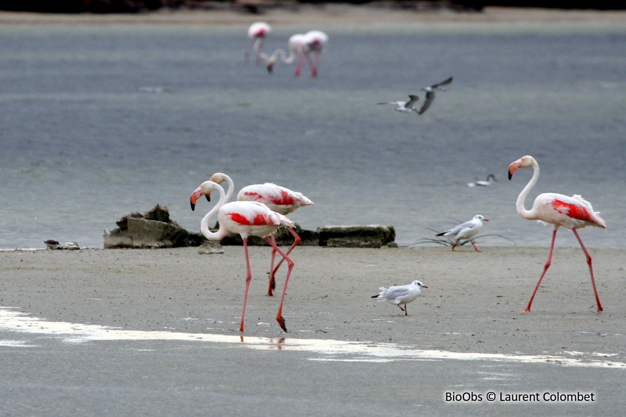 Flamant rose - Phoenicopterus roseus - Laurent Colombet - BioObs