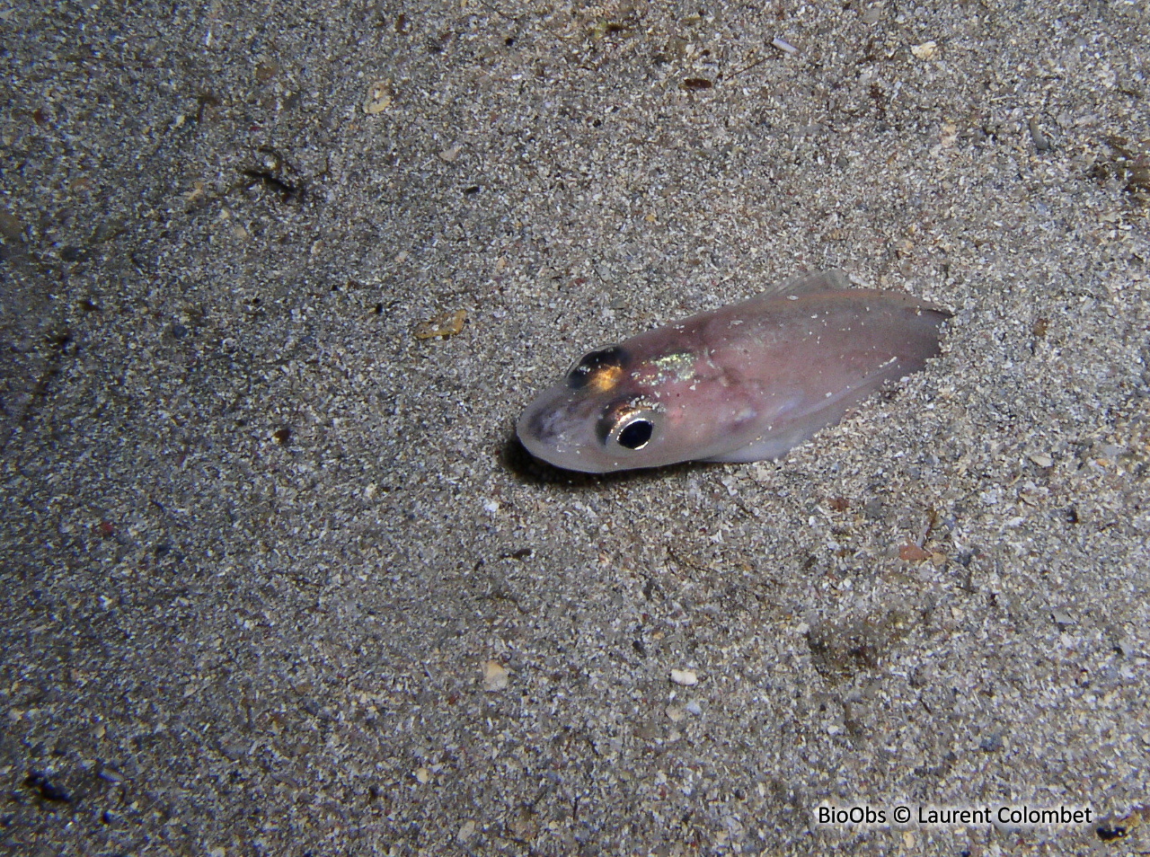 Congre des Baléares - Ariosoma balearicum - Laurent Colombet - BioObs