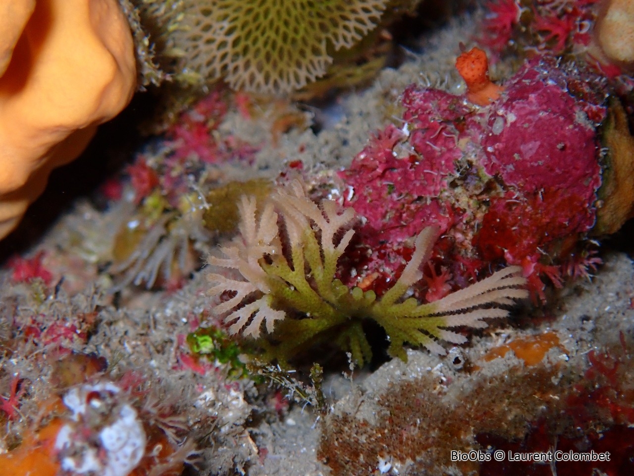 Bryozoaire à fouet - Caberea boryi - Laurent Colombet - BioObs
