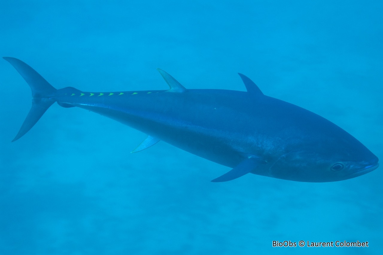 Thon rouge - Thunnus thynnus - Laurent Colombet - BioObs