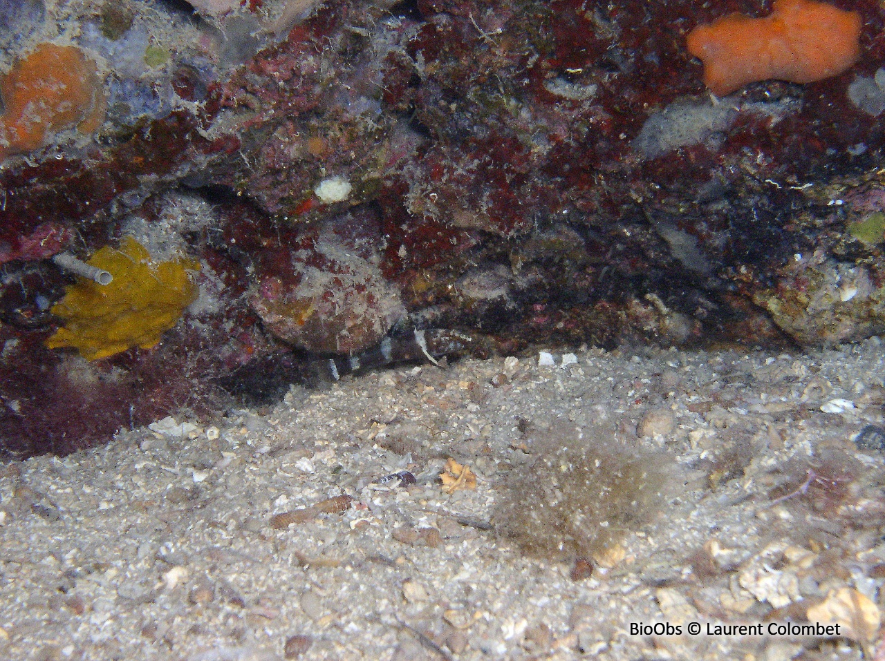 Gobie nain à barres brunes - Didogobius splechtnai - Laurent Colombet - BioObs