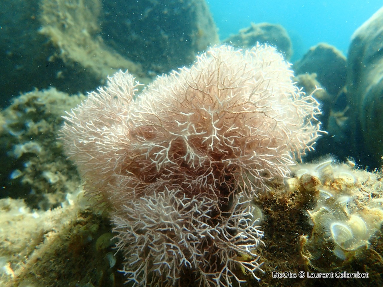 Liagore - Liagora viscida - Laurent Colombet - BioObs
