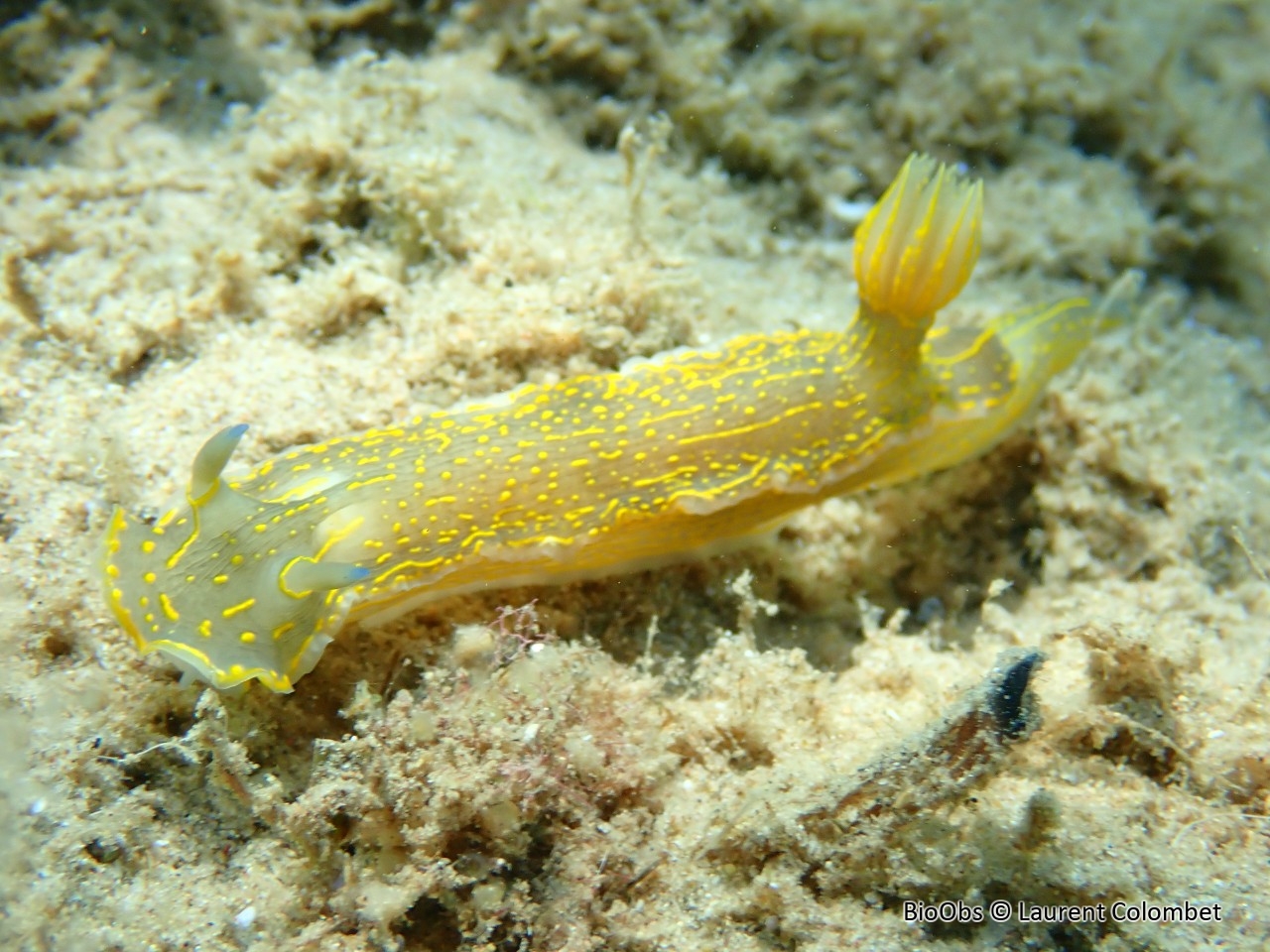 Doris géante - Felimare picta - Laurent Colombet - BioObs