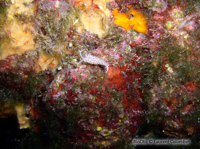 Faceline à ponctuations noires - Caloria elegans - Laurent Colombet - BioObs