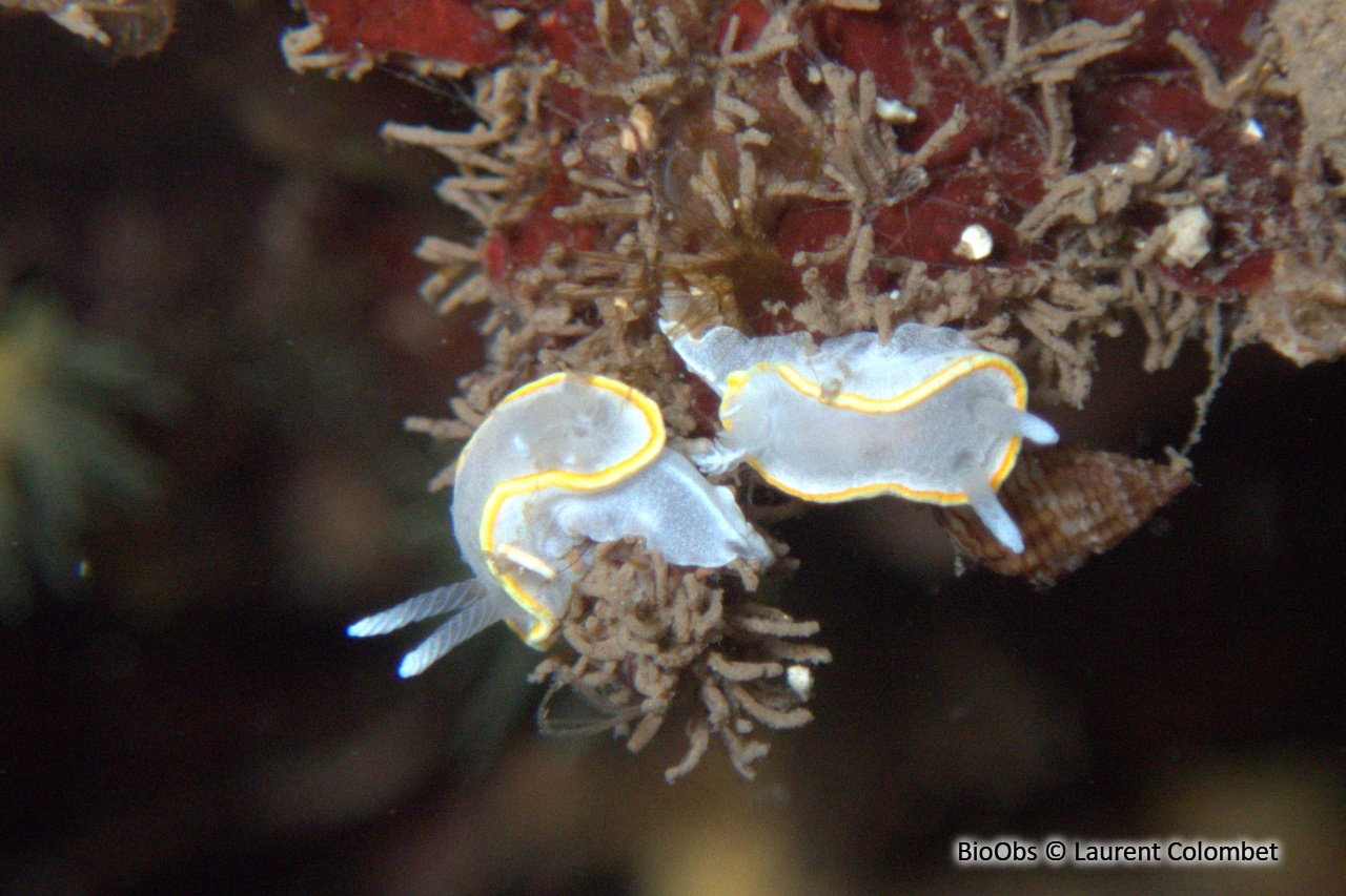Doris blanc à couronne d'or - Diaphorodoris alba - Laurent Colombet - BioObs