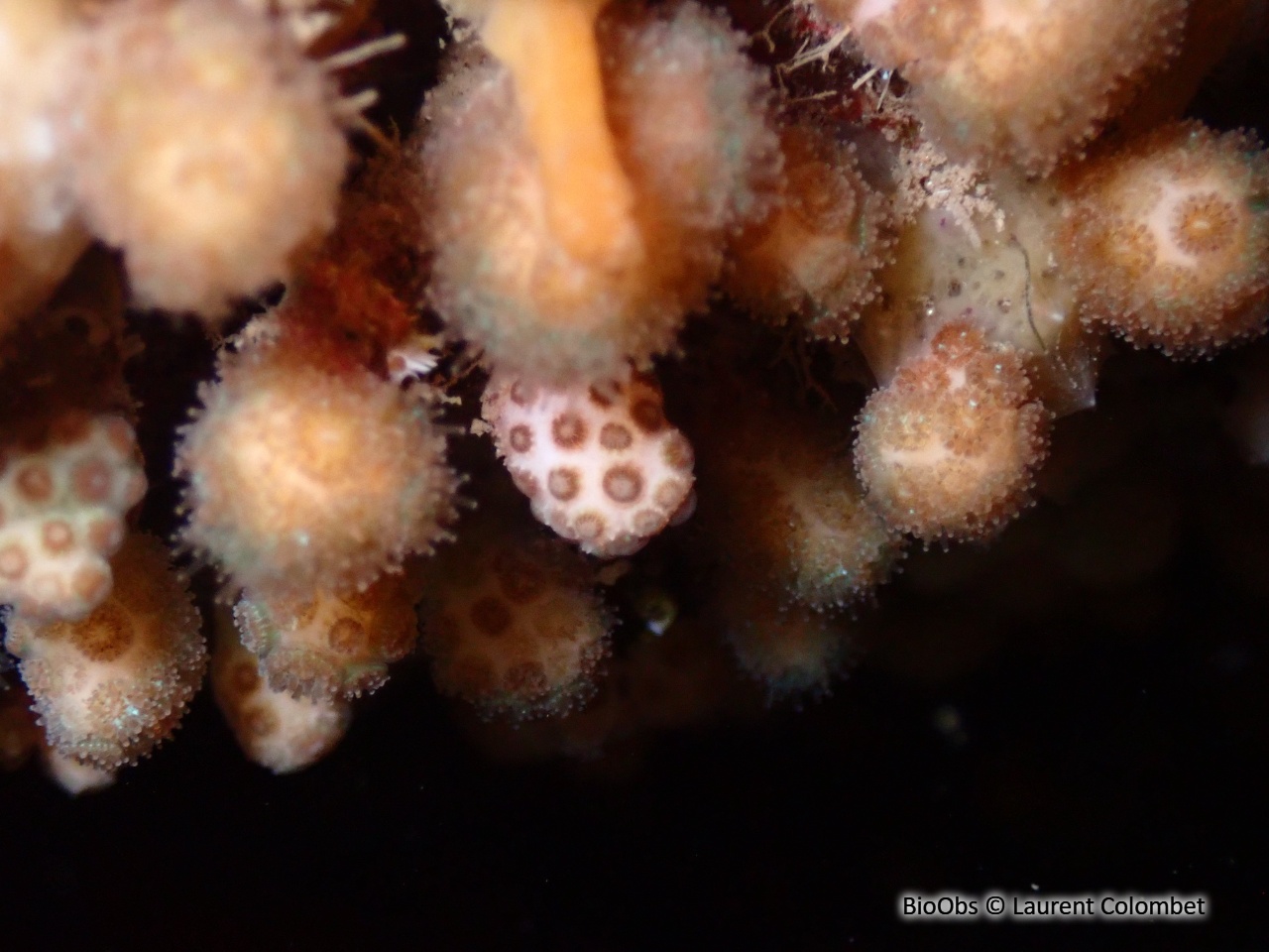 Madrace étoilé - Madracis pharensis - Laurent Colombet - BioObs