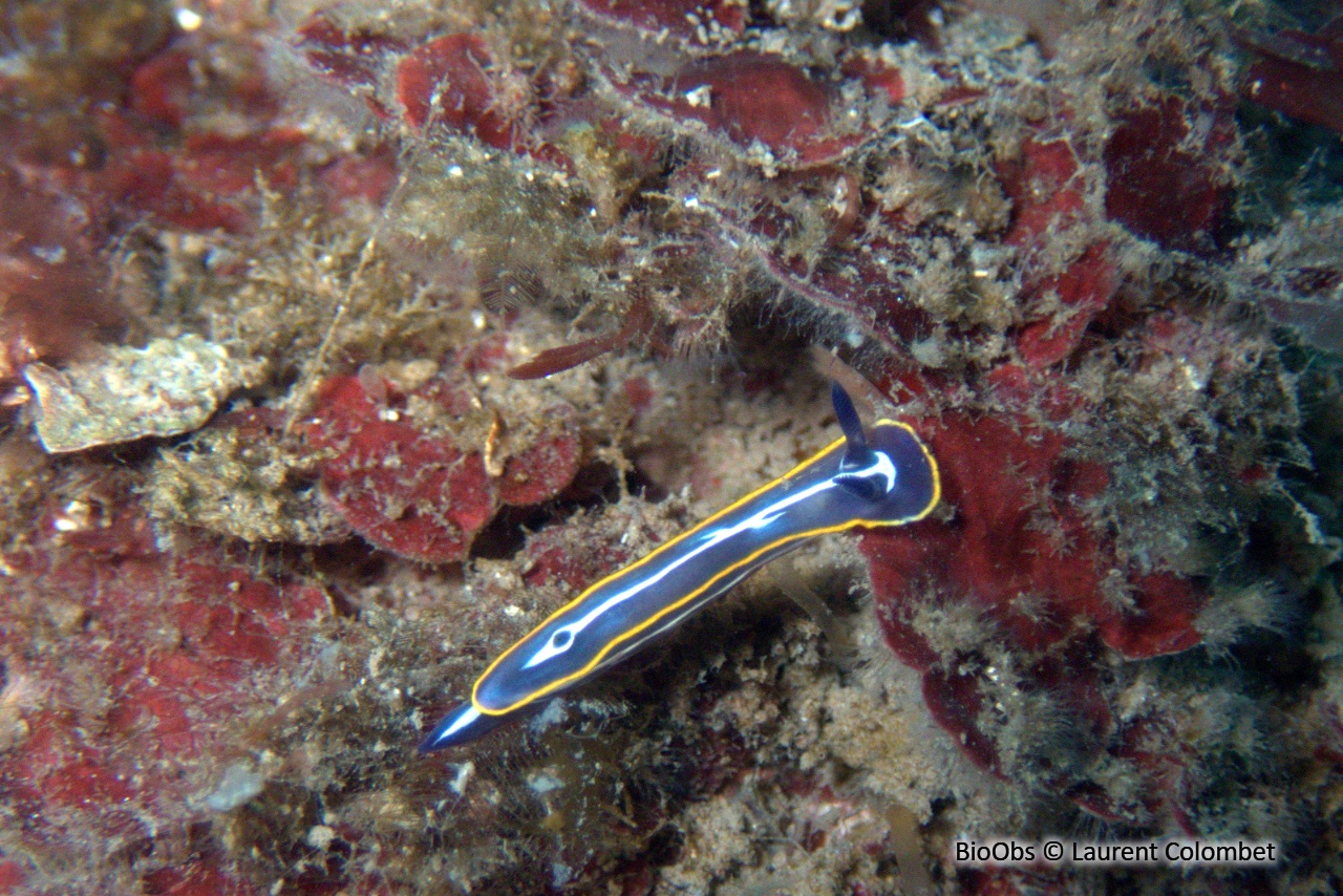 Doris de Fontandrau - Felimare fontandraui - Laurent Colombet - BioObs