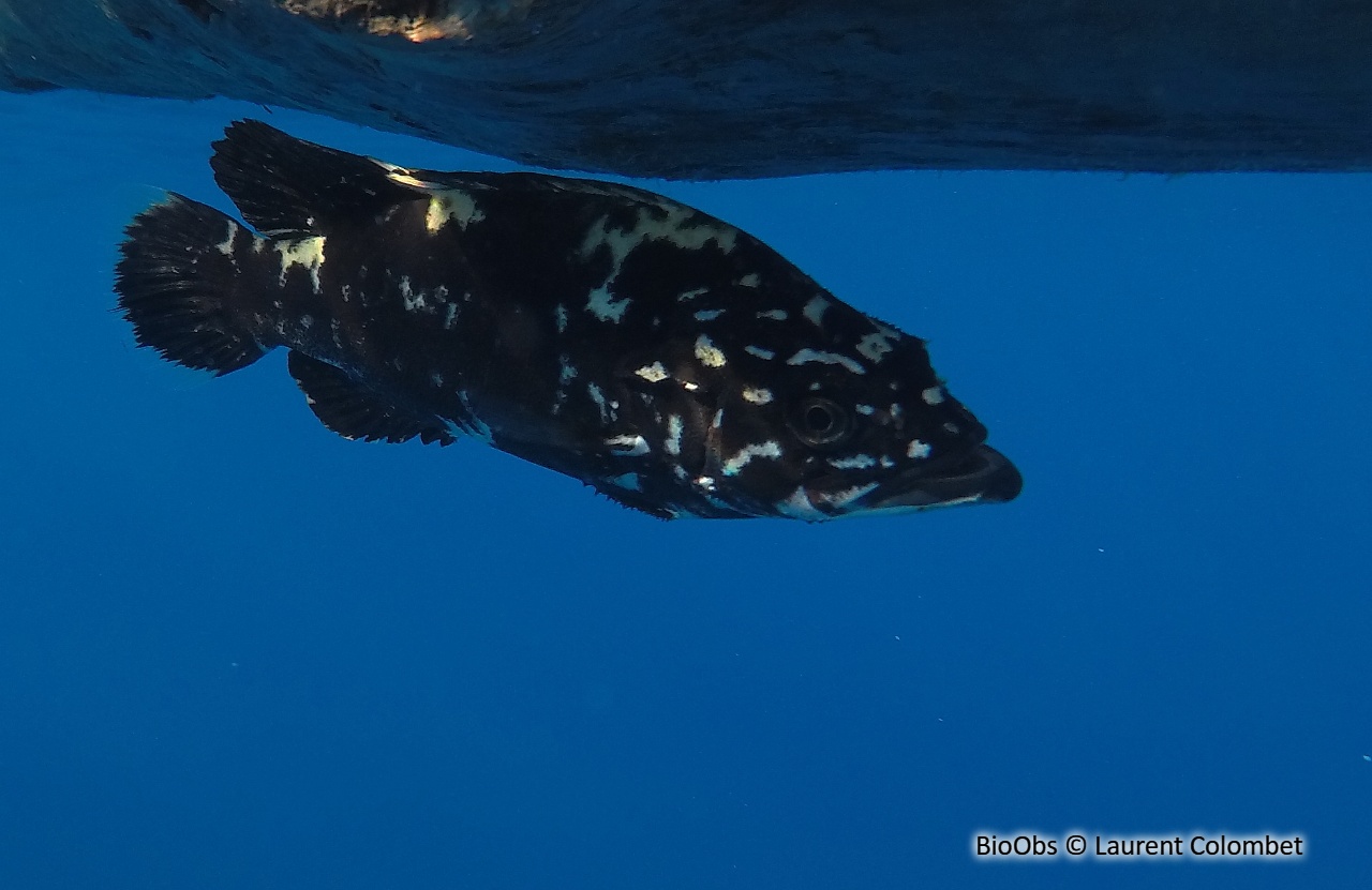 Cernier - Polyprion americanus - Laurent Colombet - BioObs