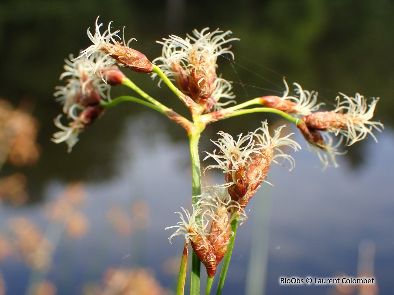 Jonc des chaisiers - Schoenoplectus lacustris - Laurent Colombet - BioObs