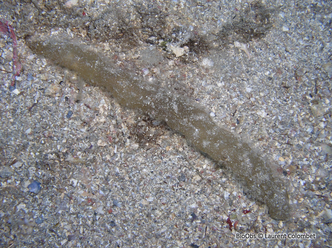 Asperococcus bullosus - Asperococcus bullosus - Laurent Colombet - BioObs