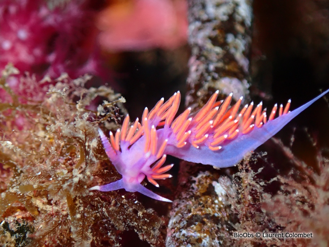Flabelline d'Ischia - Paraflabellina ischitana - Laurent Colombet - BioObs
