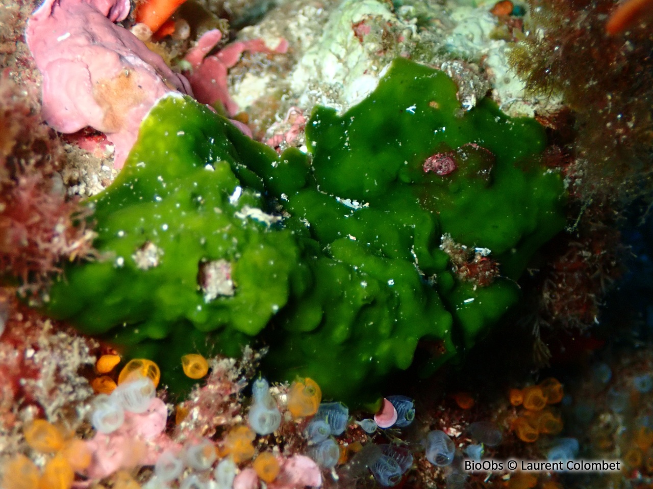 Palmophylle - Palmophyllum crassum - Laurent Colombet - BioObs