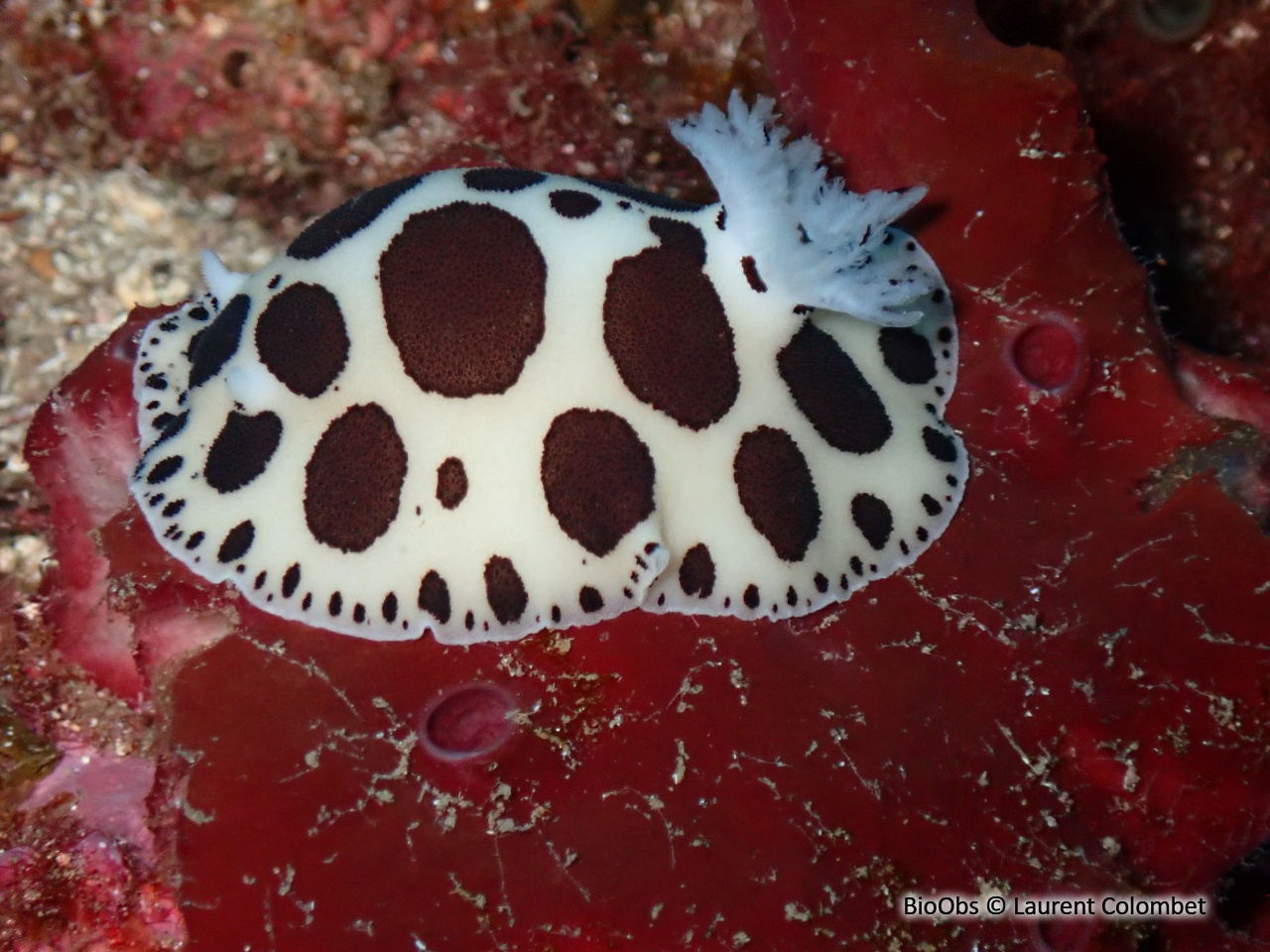 Doris dalmatien - Peltodoris atromaculata - Laurent Colombet - BioObs
