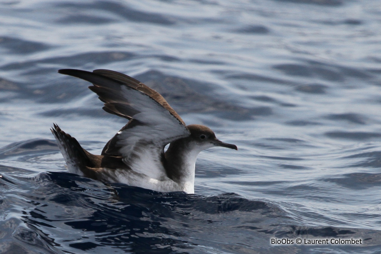 Puffin yelkouan - Puffinus yelkouan - Laurent Colombet - BioObs