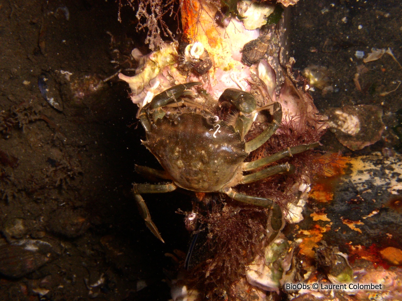 Crabe vert de Méditerranée - Carcinus aestuarii - Laurent Colombet - BioObs
