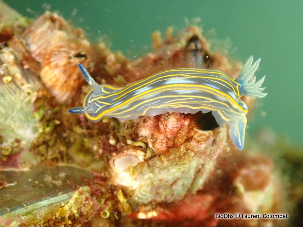 Doris de Villefranche - Felimare villafranca - Laurent Colombet - BioObs