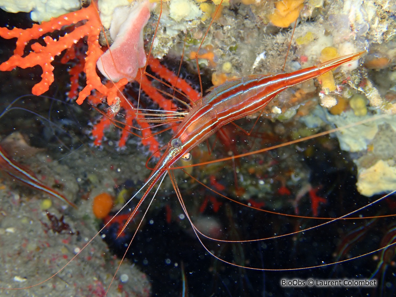 Crevette cavernicole rayée - Plesionika narval - Laurent Colombet - BioObs
