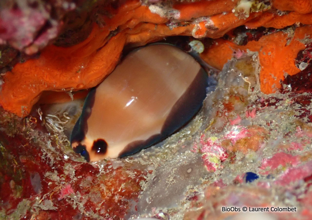 Porcelaine brune, livide - Luria lurida - Laurent Colombet - BioObs