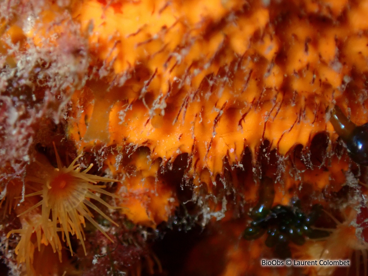 Scopaline ocre - Scopalina lophyropoda - Laurent Colombet - BioObs