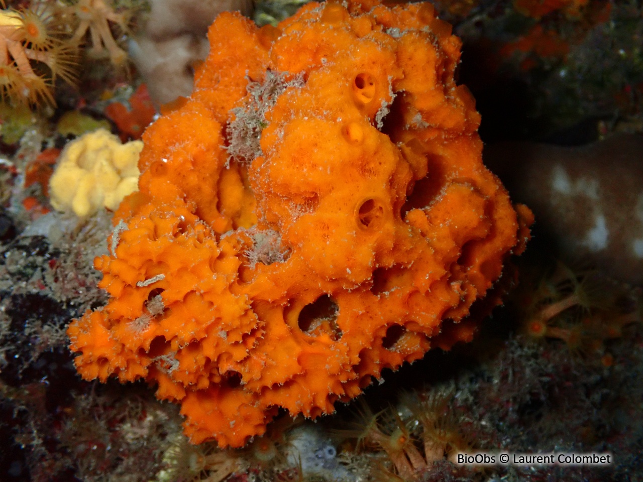 Eponge épineuse orange - Acanthella acuta - Laurent Colombet - BioObs