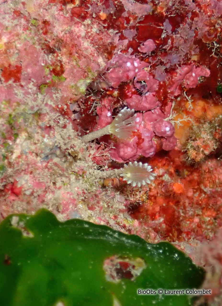 Petite sabelle verte - Hypsicomus stichophthalmos - Laurent Colombet - BioObs