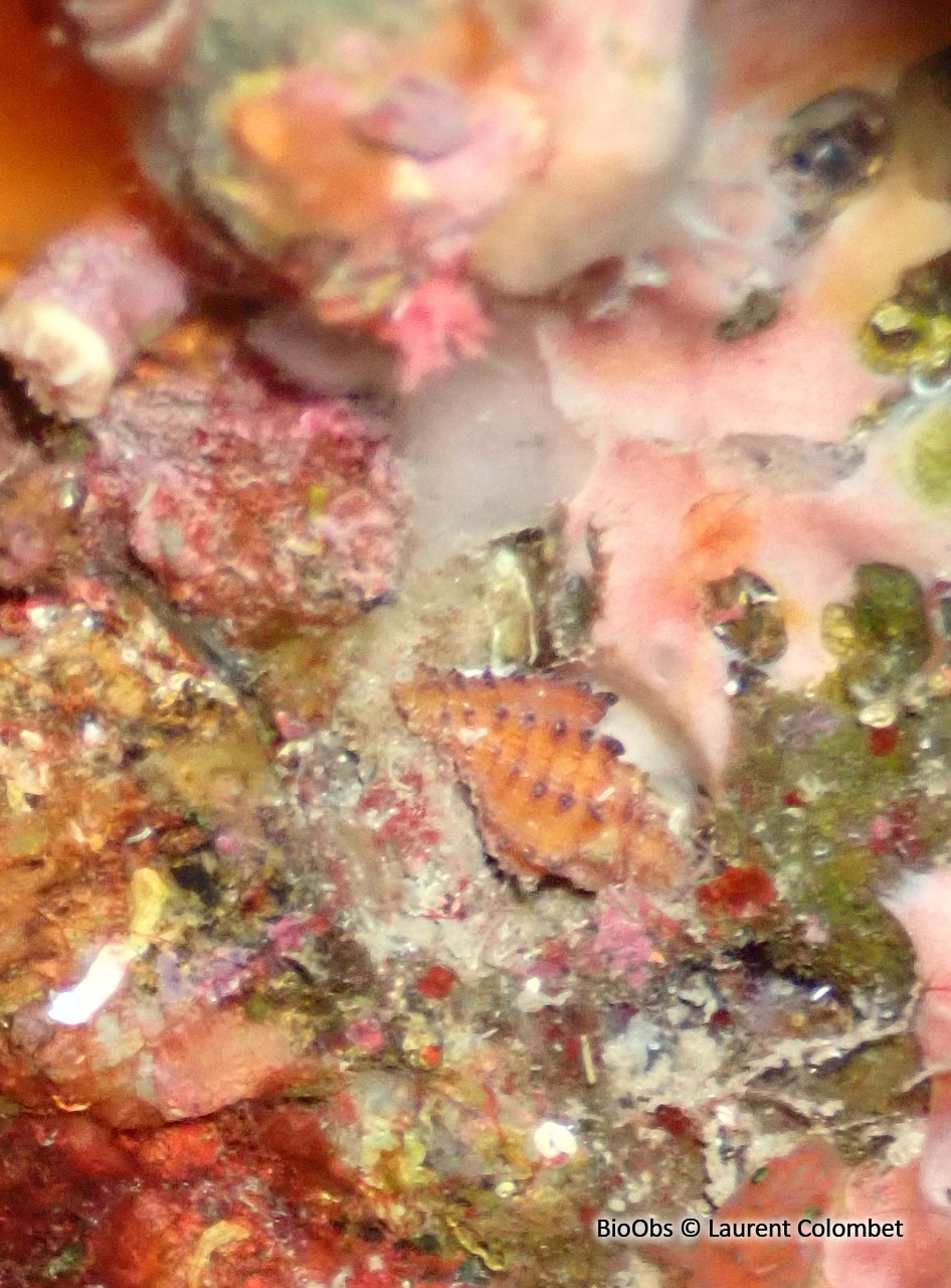 Murex à crêtes - Muricopsis cristata - Laurent Colombet - BioObs