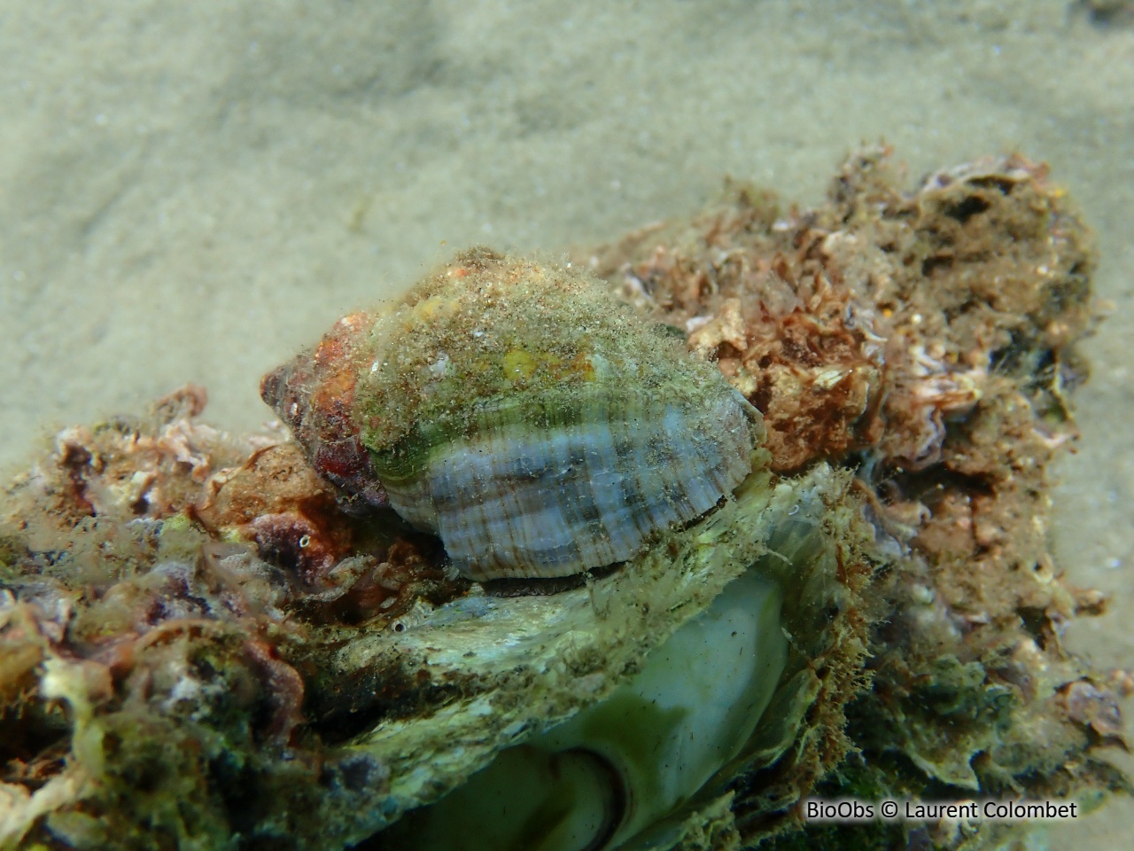 Bouche de sang - Stramonita haemastoma - Laurent Colombet - BioObs