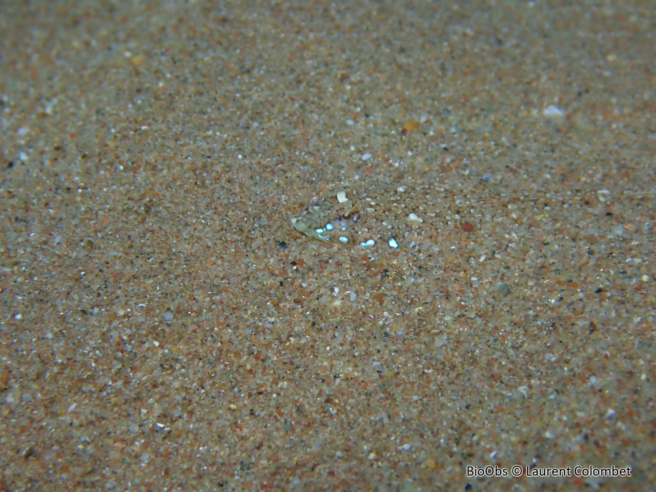 Dragonnet élégant - Callionymus pusillus - Laurent Colombet - BioObs