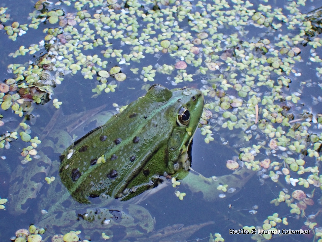 Grenouille verte - Pelophylax lessonae - Laurent Colombet - BioObs