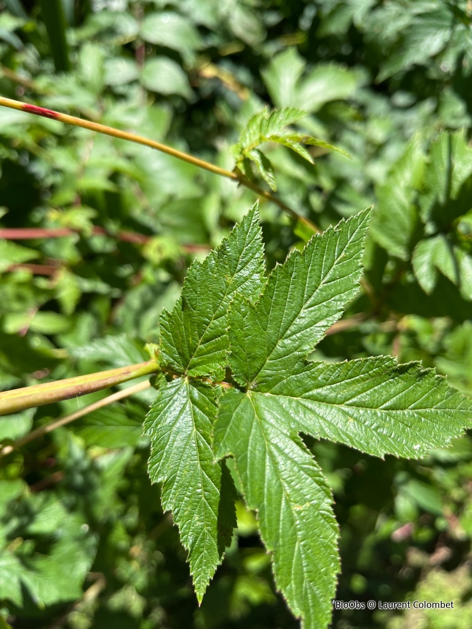 Reine des prés - Filipendula ulmaria - Laurent Colombet - BioObs