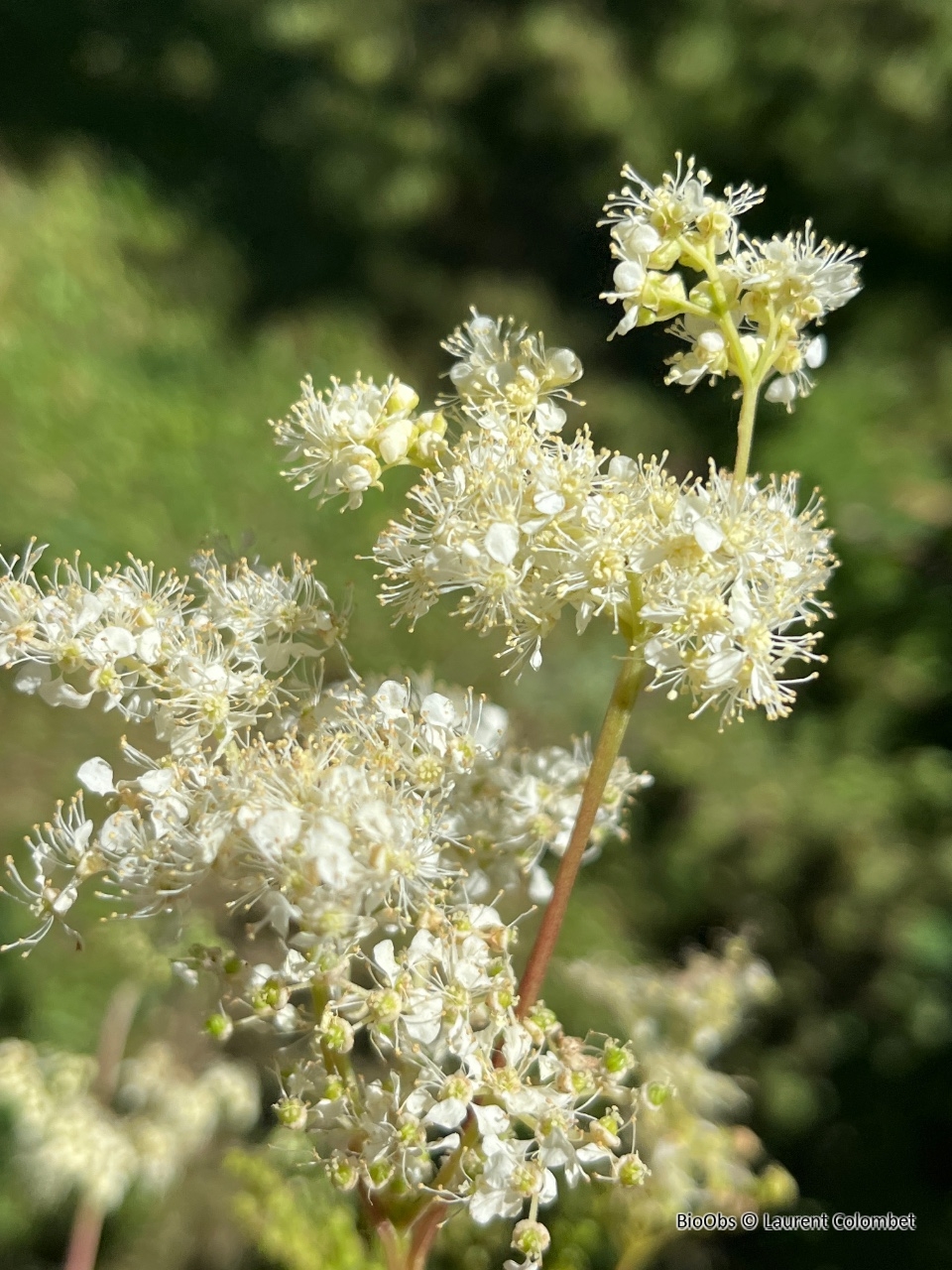 Reine des prés - Filipendula ulmaria - Laurent Colombet - BioObs