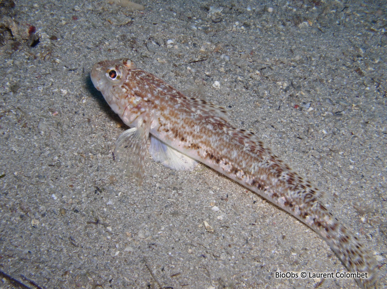 Gobie svelte - Gobius geniporus - Laurent Colombet - BioObs