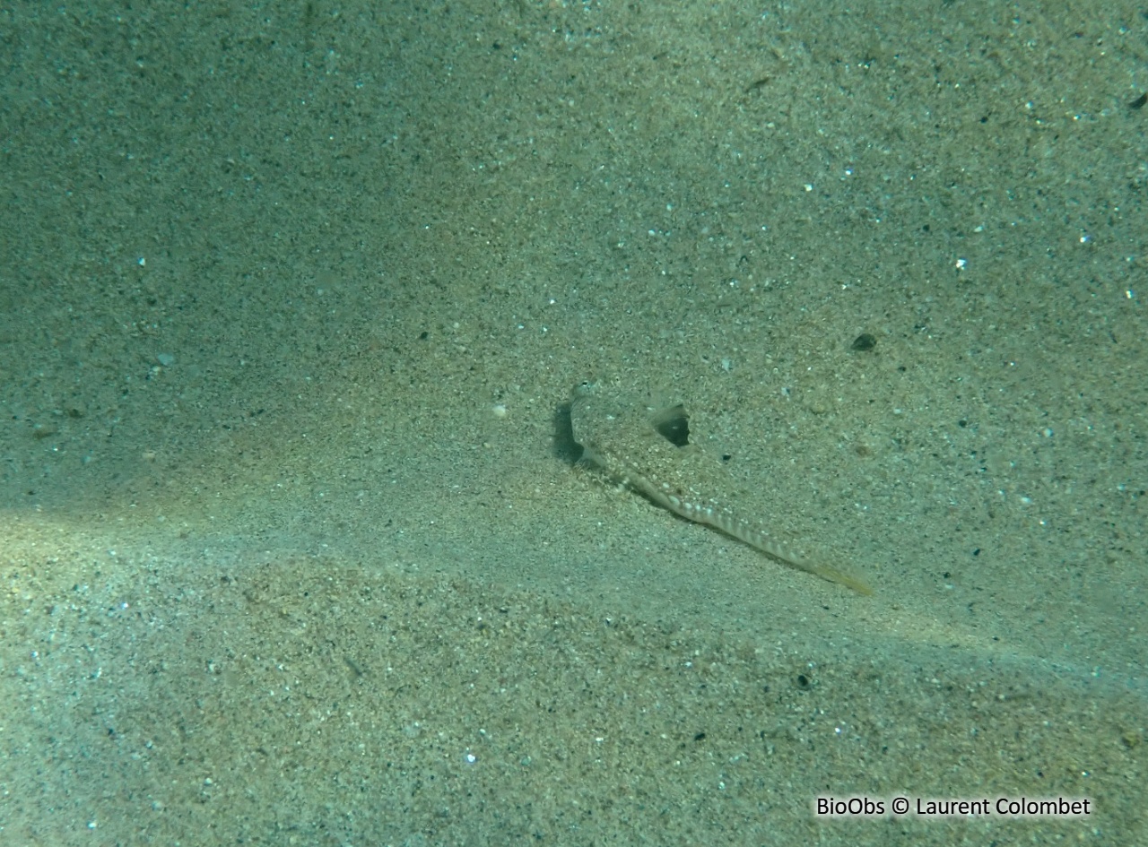 Dragonnet élégant - Callionymus pusillus - Laurent Colombet - BioObs